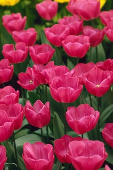 Tulipa,Pink Tulips