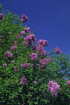 Syringa vulgaris,lilac,tree in spring