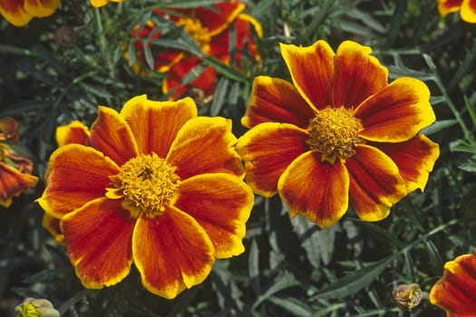 Tagetes patula,marigold