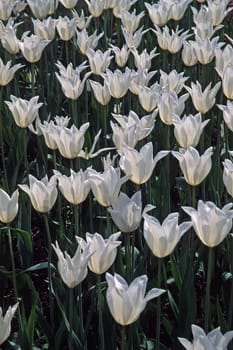 Tulipa,White tulips in the light