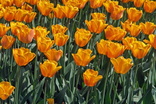 Tulipa,variety No. 50,Triumph tulip
