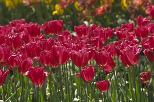 Fringed tulip,variety Burgundy Lace