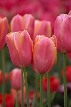Simple late tulip,variety Menton