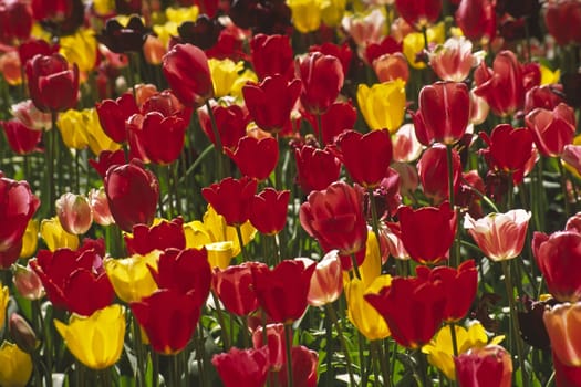 Tulipa,tulip mix
