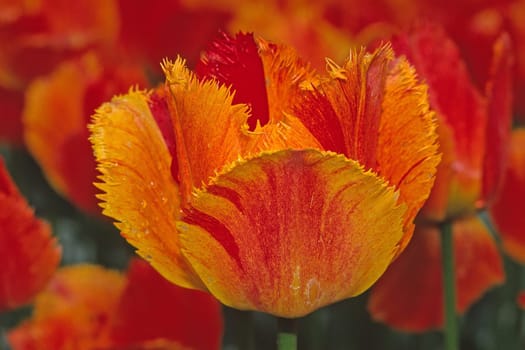 Gefranste Tulpe, Sorte Fringles Solstic