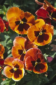 Pansies,variety Fama F1