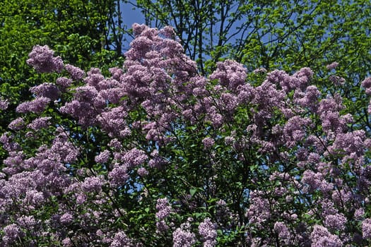 Syringa vulgaris,Lilac,Tree