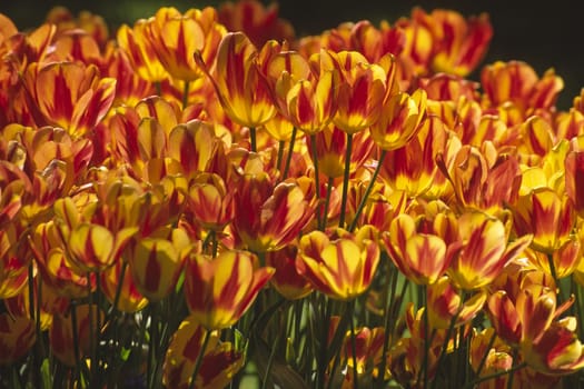 Simple Late Tulip,Colour Spectable