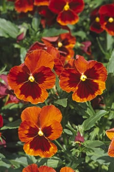 Viola wittrockiana,red pansies