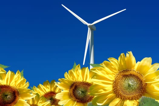 Wind turbine behind sunflower field