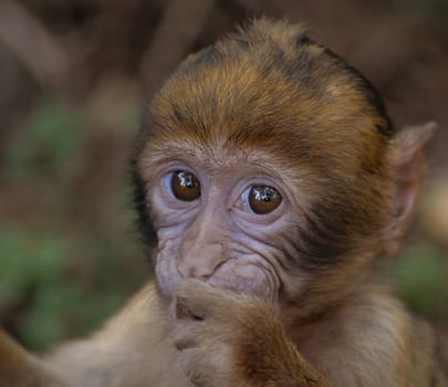 So,dear Reinhard,that's all there is to it! The ear is just now on! Maybe I could have some opinions,which of the two you like better....!:-)