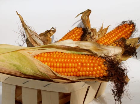 Corn