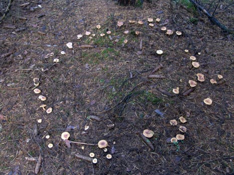 Fairy ring