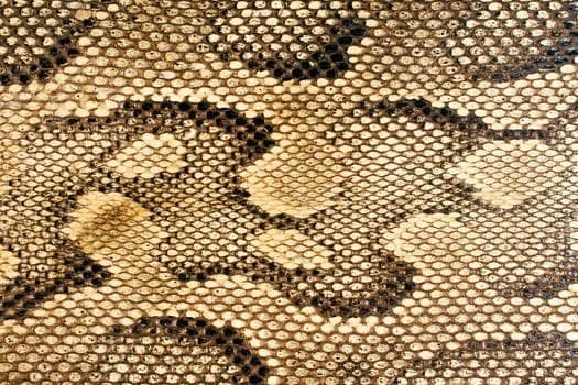 Snakeskin