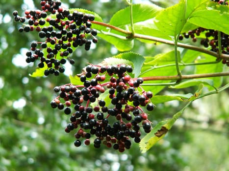 Lilac berries