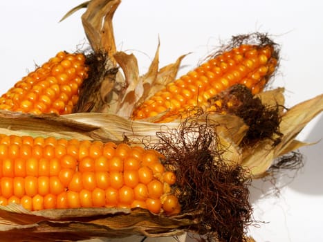 Corncob