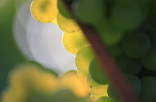 Riesling grape. Kleinbottwar,Baden-Württemberg