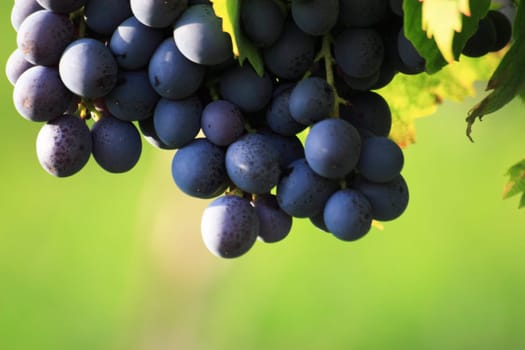Red grapes
