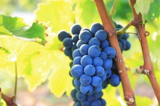Lviv grape