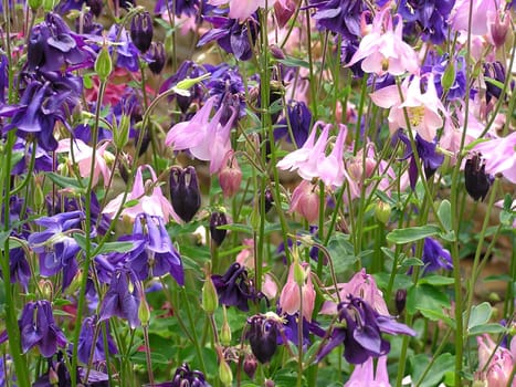 In popular belief,columbine (Aquilegia vulgaris) was considered a symbol of life triumphing over death. This is a glimpse of a discount with overflowing life...
