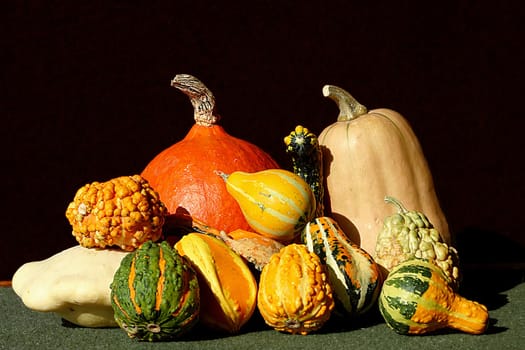 A dozen pumpkins in the sunlight