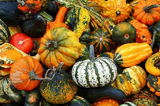 White pumpkin in quantity