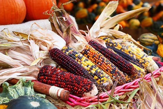 Ornamental corn,red