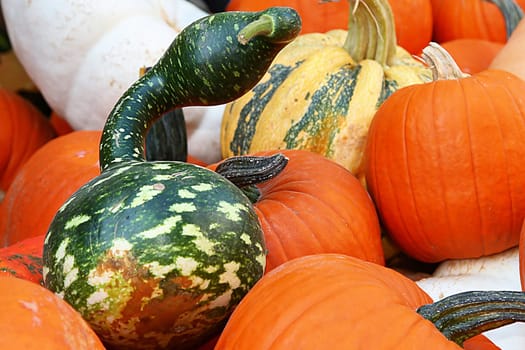 Pumpkin,deformed hose