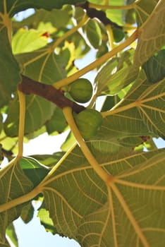 Figs