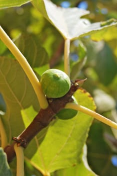 Figs