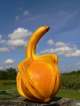Swan neck squash