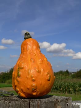 heavenly pumpkin