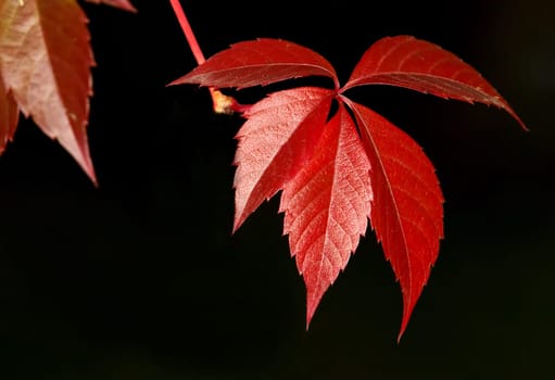 Autumnal