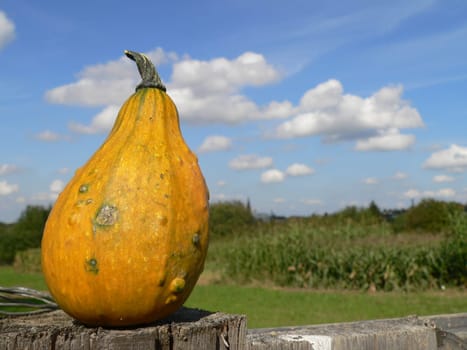 Ornamental pumpkin