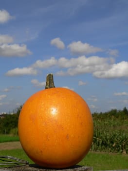 Halloween Pumpkin