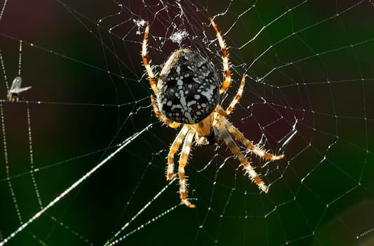 European garden spider