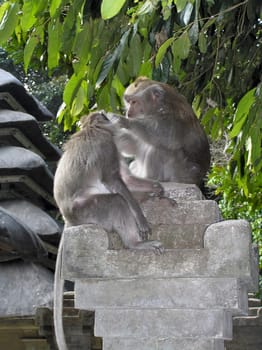 ... I think I'm listening to the monkey... :-)