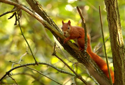 In the tree