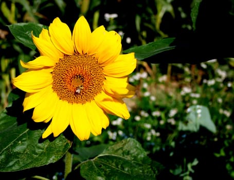 Late bloomer