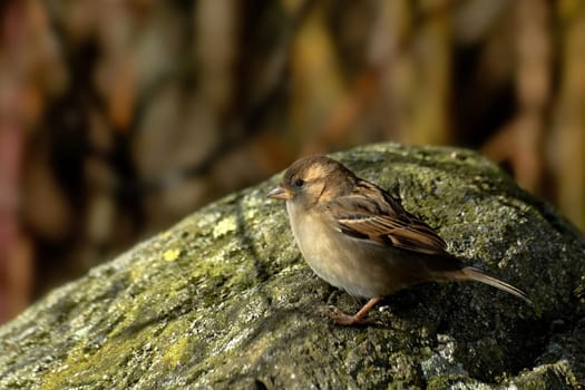 Sparrow Girl