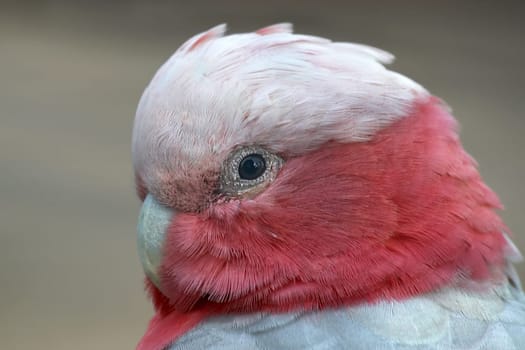 Galah