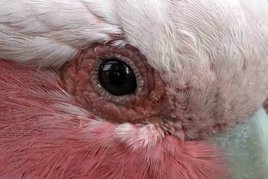 the eye of the cockatoo