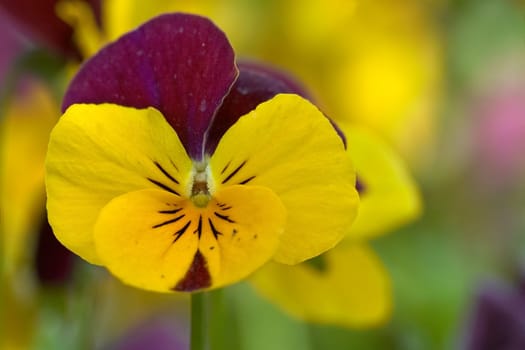 Pansy