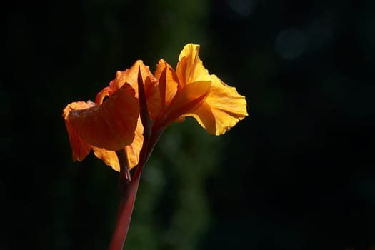 Canna - Indian flower cane