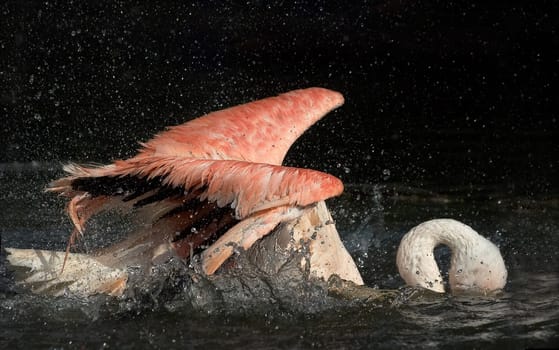 Flamingo bathing