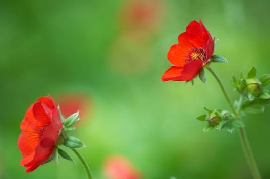 red strawberry blossoms
