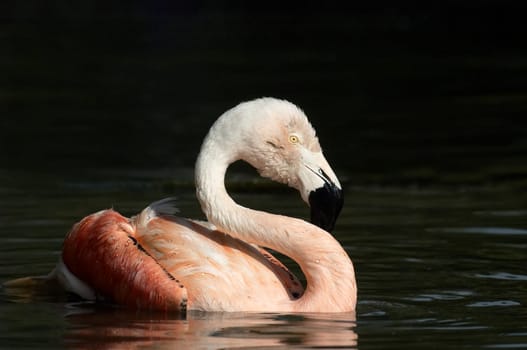 Flamingo bathing