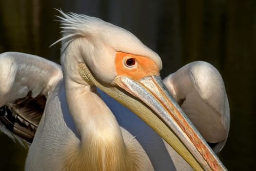 posing pelican