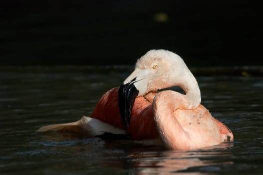 Flamingo bathing