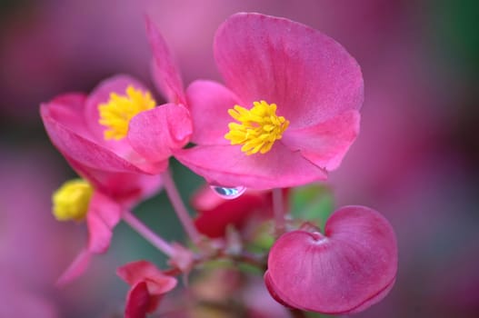pink dream